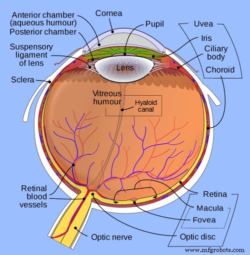 Bionic Eye Technology: How It Works and Its Benefits