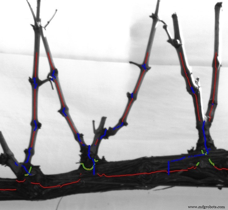 ROBOTRIM: Advanced Automated Vines Pruning System