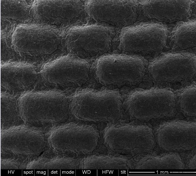 Scanning Electron Microscopy (SEM): Unveiling Materials Defects with Advanced Imaging