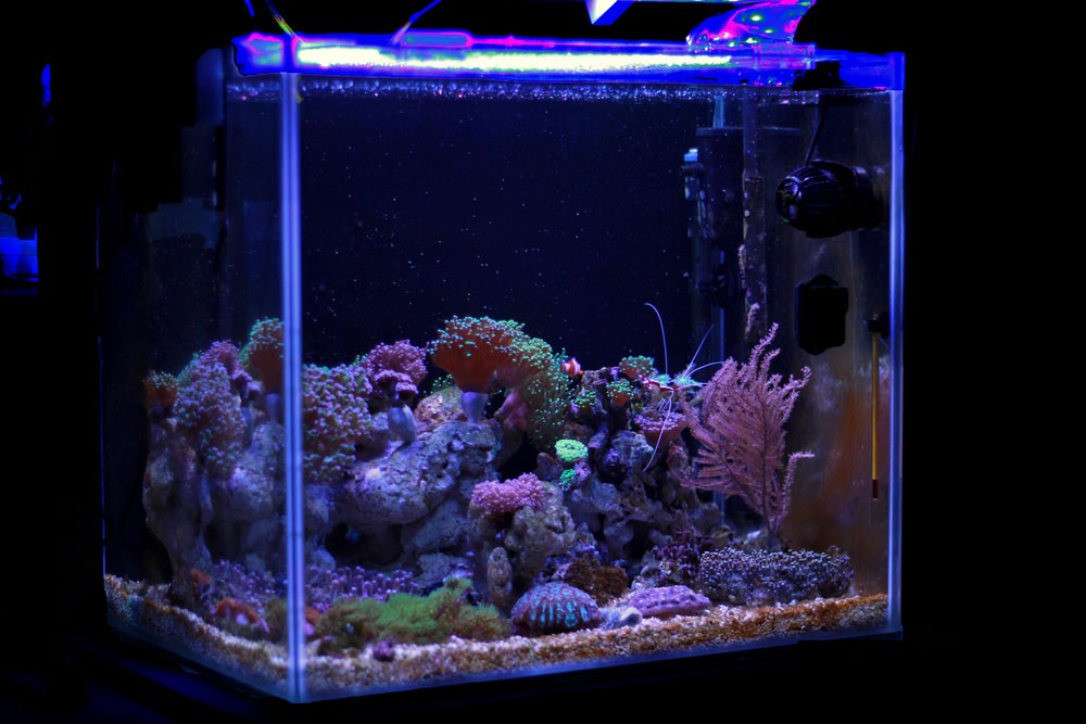 DIY LED Aquarium Lighting for Planted Tanks: A Complete Guide