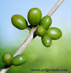 Understanding Coffee Plantations: Cultivation, Economics, and Impact