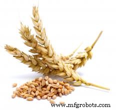 Cereal Crops Explained: Rice, Wheat, and Corn – The Backbone of Global Food Supply