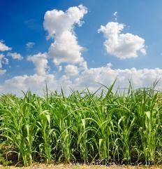 Cereal Crops Explained: Rice, Wheat, and Corn – The Backbone of Global Food Supply