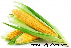 Cereal Crops Explained: Rice, Wheat, and Corn – The Backbone of Global Food Supply