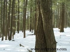 Bottom Plate Basics: Essential for Building Structural Integrity