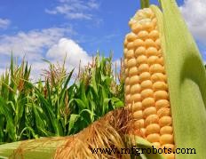 Understanding Corn Planters: Enhancing Seed Placement and Yield