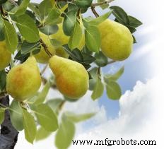 Pear Wood: Properties, Uses, and Benefits