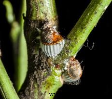 Exploring the Key Categories of Industrial Raw Materials