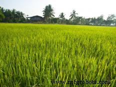 Exploring the Three Core Types of Agricultural Raw Materials