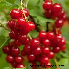 Exploring Perennial Crops: Types, Benefits, and Commercial Potential