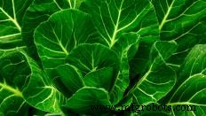 Exploring Perennial Crops: Types, Benefits, and Commercial Potential