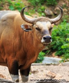 What Is a Lumber Mill? How Wood Is Turned into Building Materials