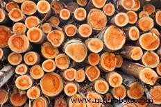 Heat‑Treated Wood Explained: Benefits, Uses, and Key Species