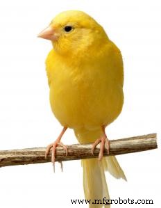 The Canary’s Role: A Lifeline in Early Coal Mines