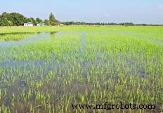 Flood Irrigation Explained: How It Works and Its Pros & Cons