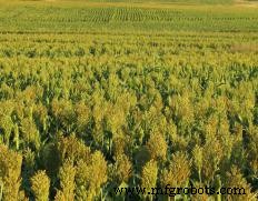 Understanding Crop Farming: Methods, Careers, and Challenges