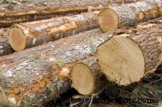 What Is Timber? A Comprehensive Guide to Wood and Lumber