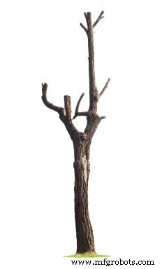 Understanding Pulpwood: Types, Harvesting, and Uses in Paper and Beyond