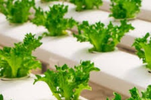 マクロン・ダイナミクス、垂直農業に革命をもたらすモジュラーオートメーションステーションを導入 