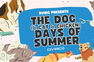 Sommer-Spotlight:DVIRC-Haustiere und ihre verspielten Karrieren in der Herstellung 
