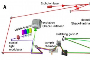 革命性显微镜实时揭示前所未有的细胞细节 