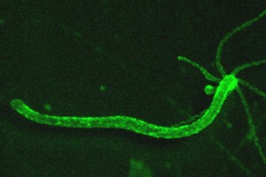 经过垃圾邮件过滤训练的人工智能实时破译 Hydra 的神经反应 