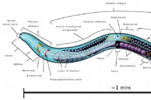 Ilmuwan Mensimulasikan Otak Cacing di Robot LEGO, Mendemonstrasikan Terobosan Pemetaan Neural 