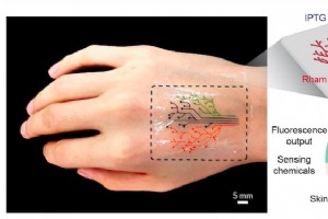 Des tatouages vivants avec des bactéries génétiquement modifiées :une nouvelle innovation en matière de bio-impression 